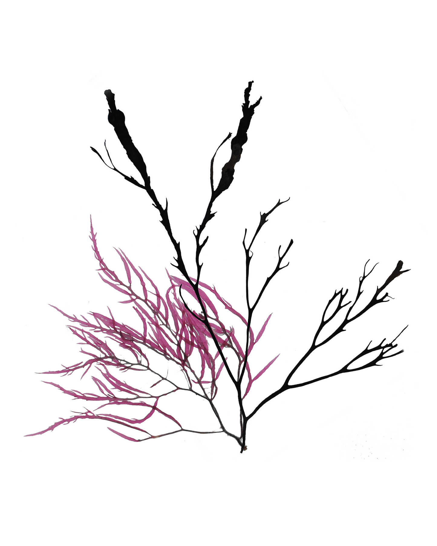 Natural Algae Print