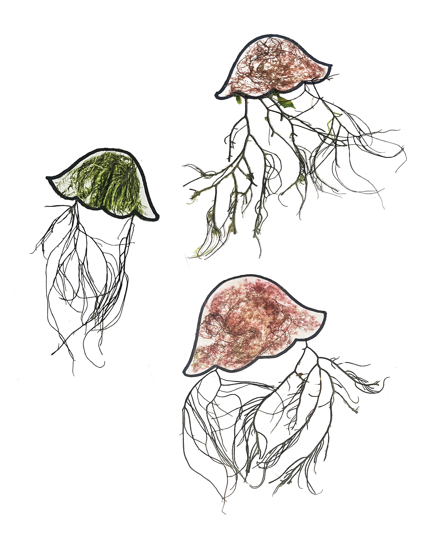 Jellyfish Print