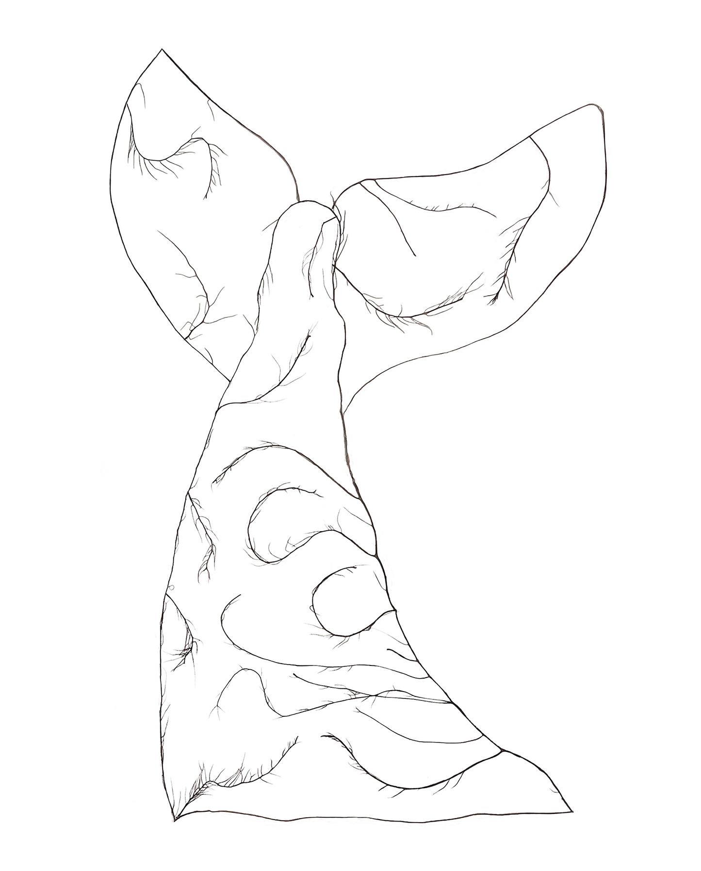 Whale Tail Print