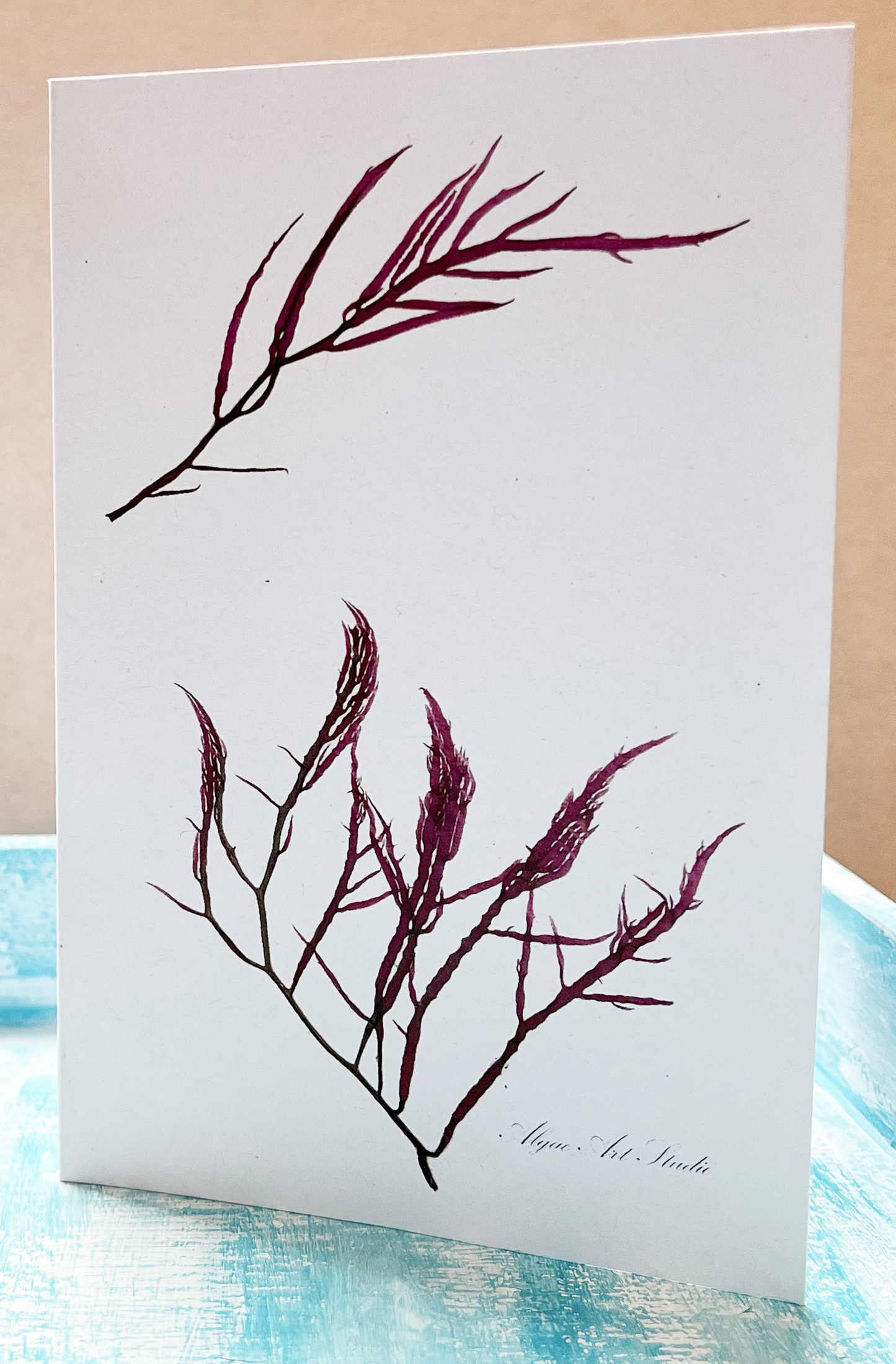 Greeting Card Variety Pack
