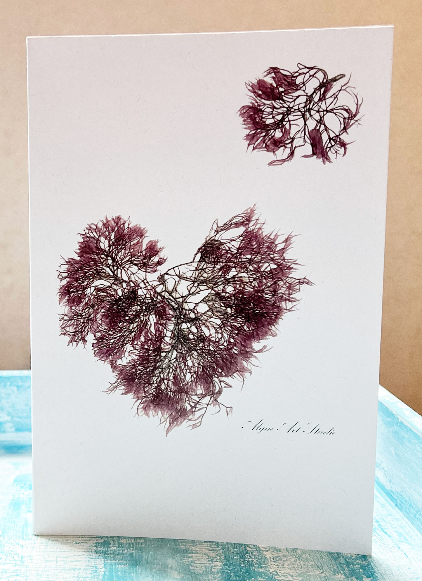 Greeting Card Variety Pack