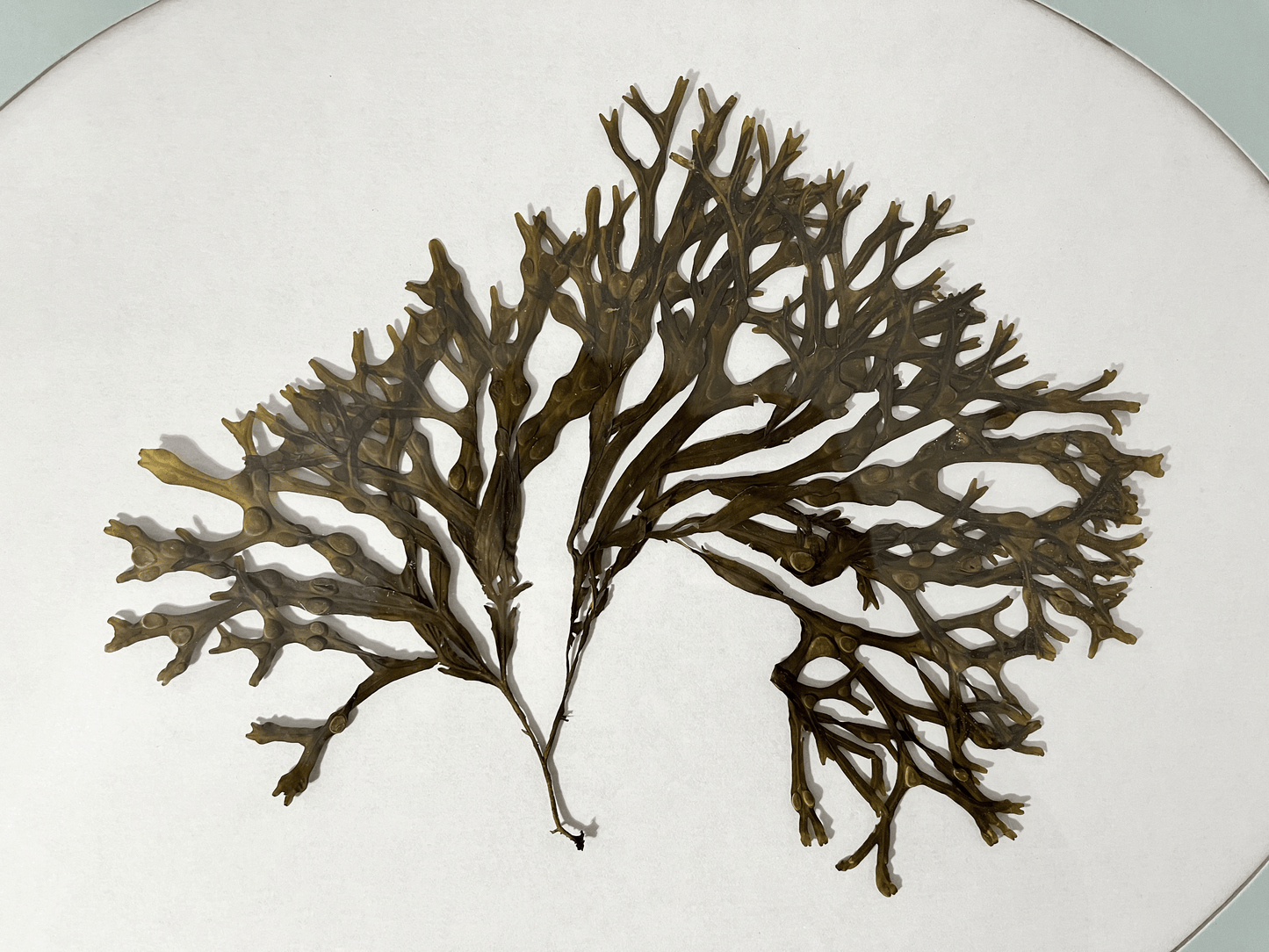 Large Oval-Framed Algae