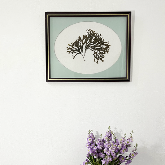 Large Oval-Framed Algae