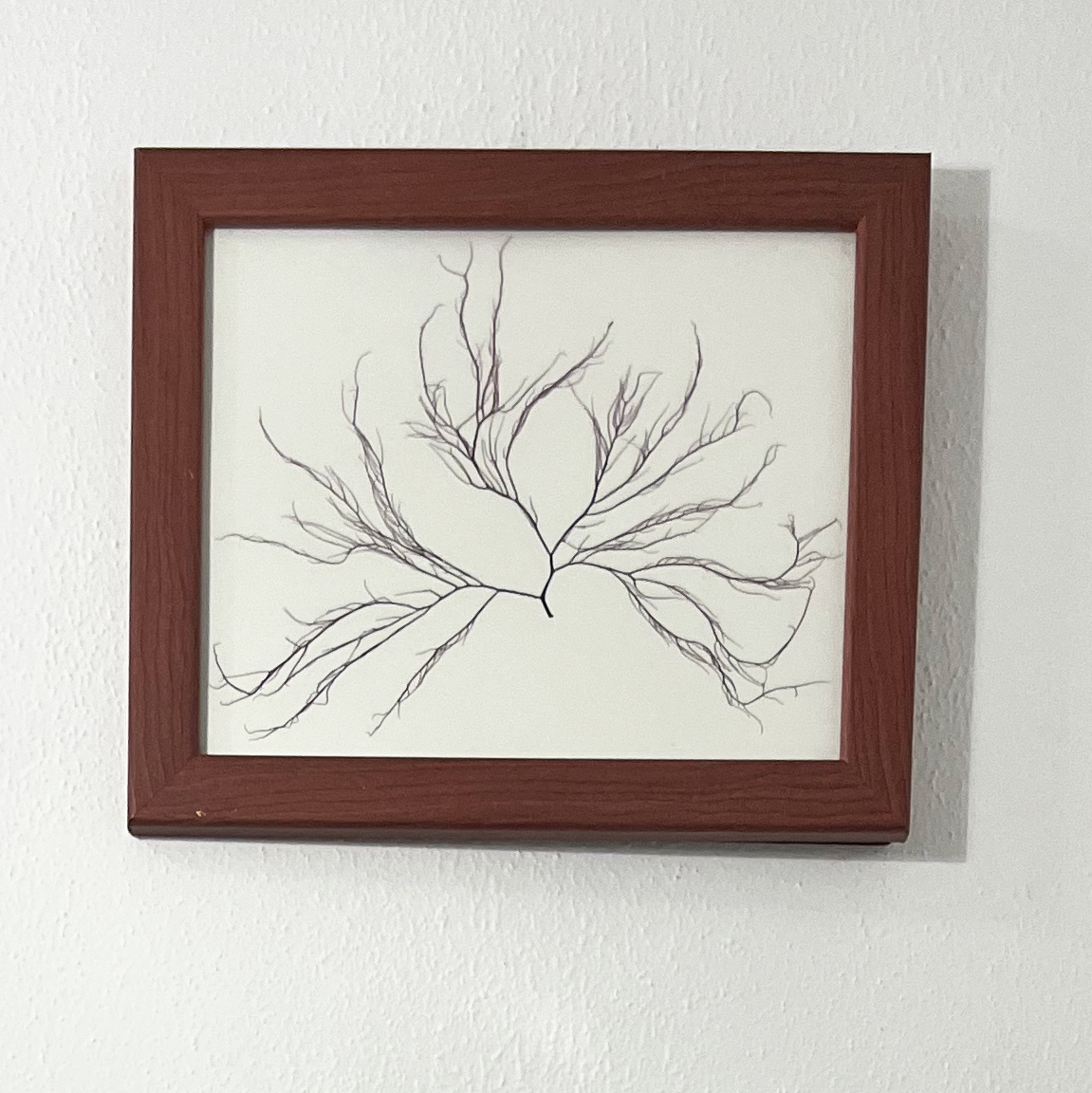 Purple-tinted Branching Algae