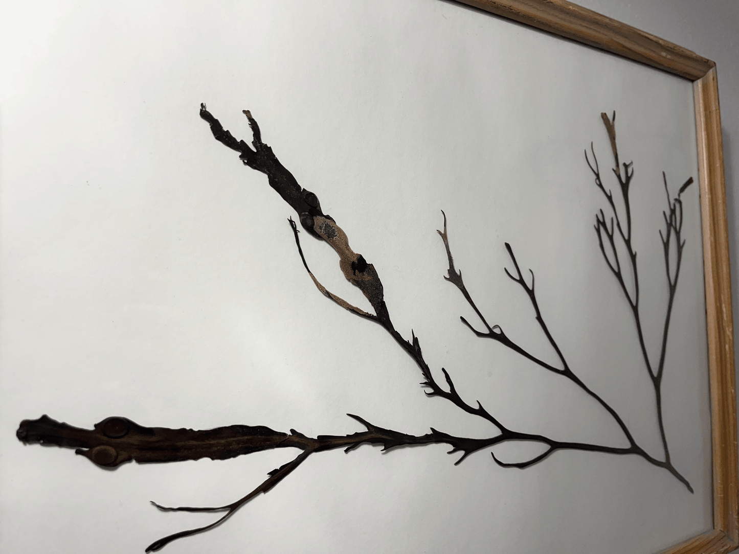 Large Minimalist Branching Algae