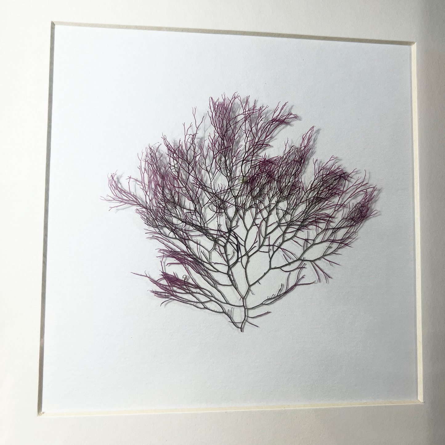 Shadow Box - #3