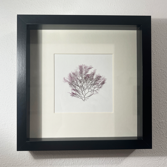 Shadow Box - #3