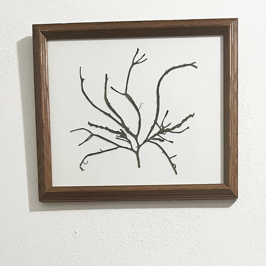 Green Medusa