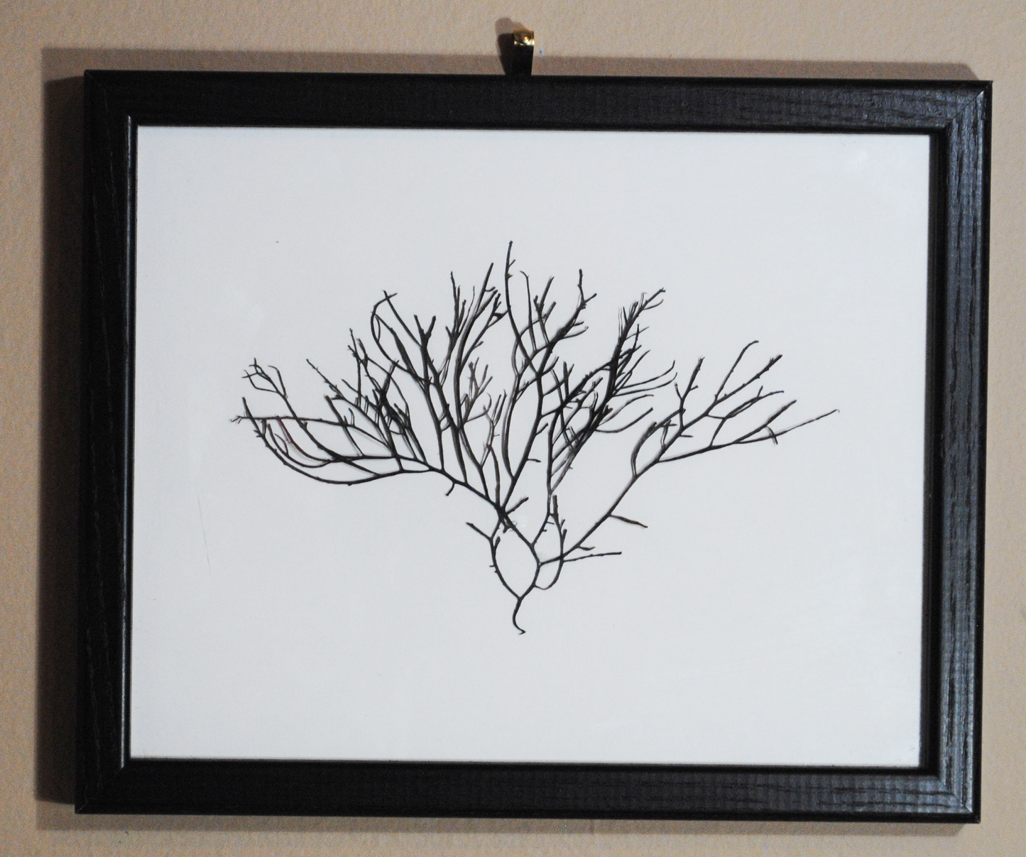 Large Branching Algae