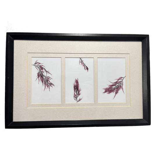 Vibrant Red Algae Trio