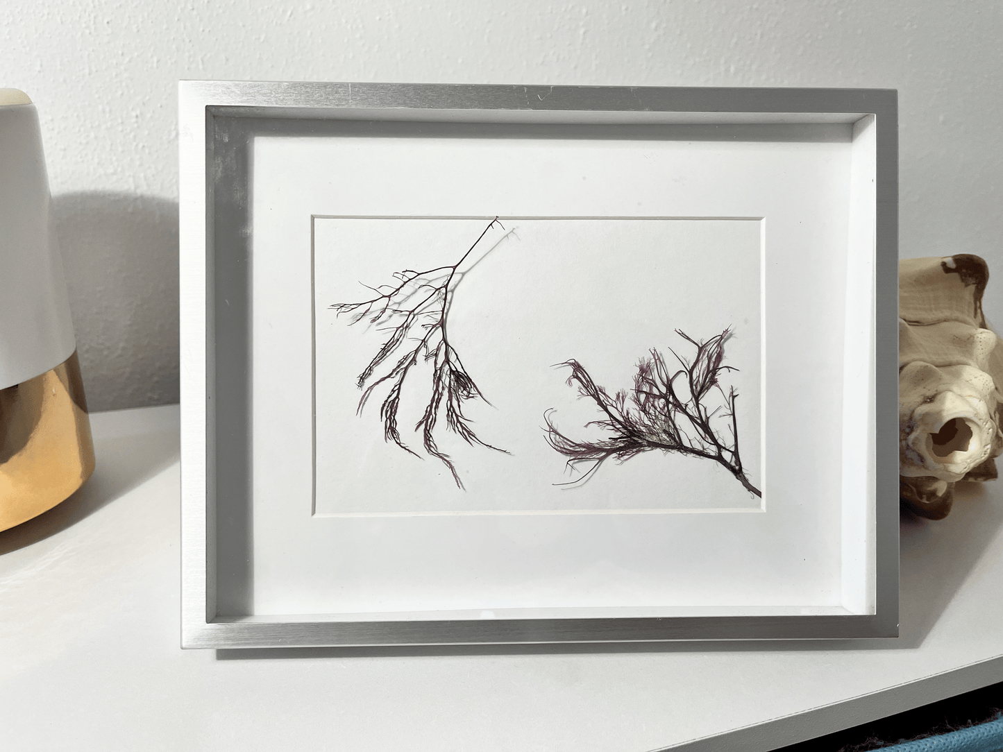 Winged Red Algae