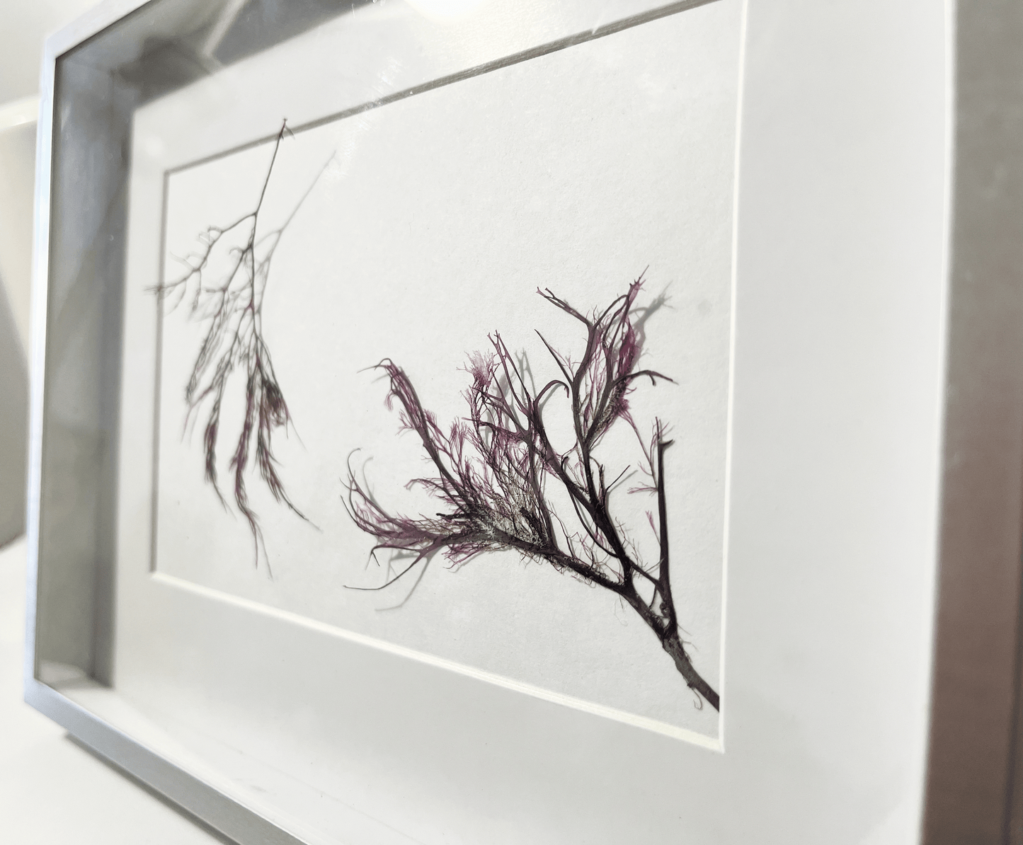 Winged Red Algae