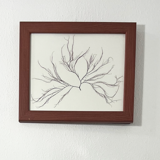 Purple-tinted Branching Algae